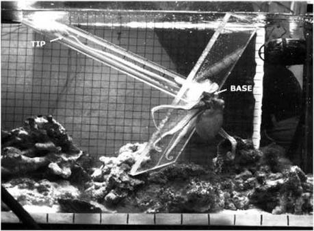 alargamiento de los tentáculos de los pulpos alargamiento de los tentáculos de los pulpos