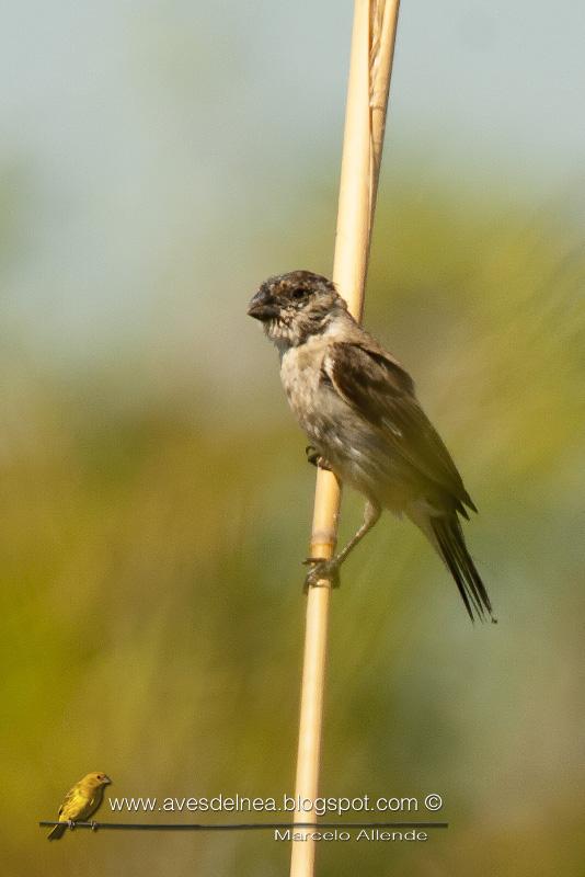 Capuchino boina negra (Capped Seedeater)