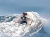 Delfín duelo carga cuerpo cría muerta