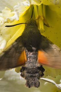 Para ampliar Macroglossum stellatarum (Linnaeus 1758) Esfinge colibrí hacer clic