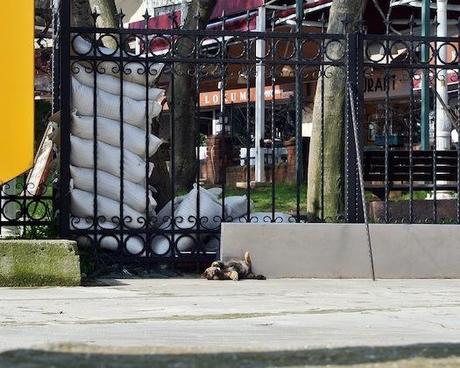 Los gatos de Estambul I