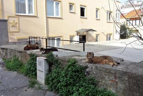 Los gatos de Estambul I