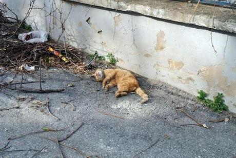 Los gatos de Estambul I