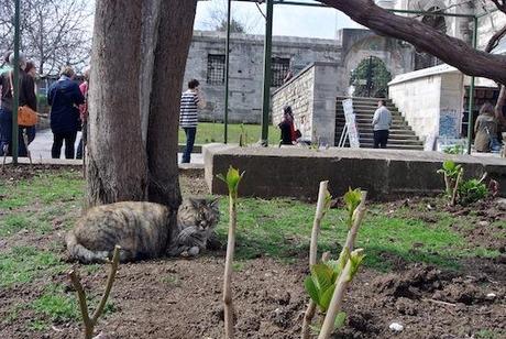 Los gatos de Estambul I