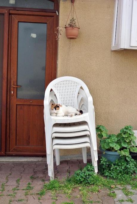 Los gatos de Estambul I