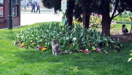 Los gatos de Estambul I