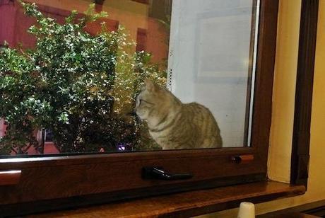 Los gatos de Estambul I