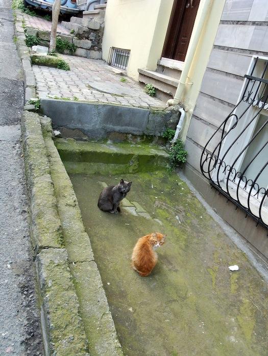 Los gatos de Estambul I