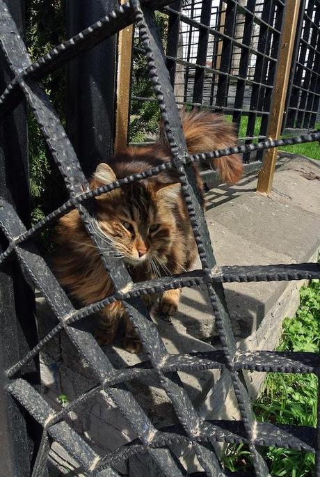 Los gatos de Estambul I