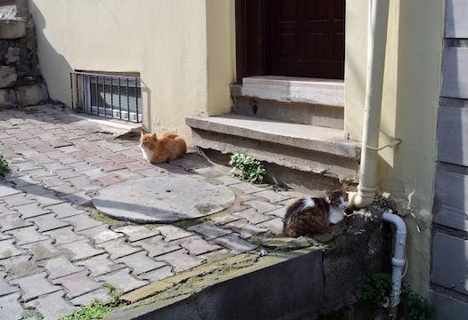 Los gatos de Estambul I