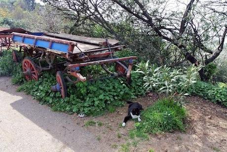 Los gatos de Estambul I