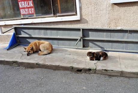 Los gatos de Estambul I