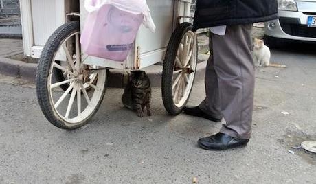 Los gatos de Estambul I