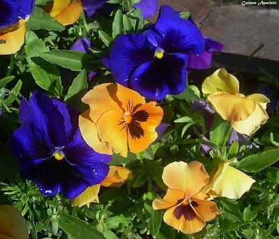 El lenguaje de las flores