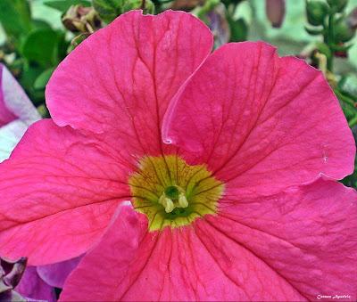 El lenguaje de las flores