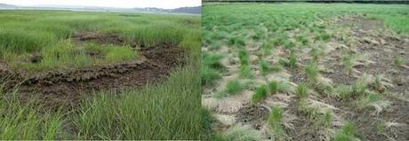 marismas de Cape Cod, comparación marismas de Cape Cod, comparación