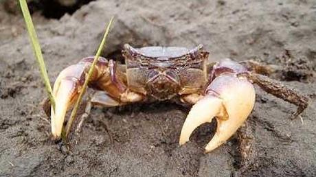 cangrejo púrpura de pantano, Sesarma reticulatum cangrejo púrpura de pantano, Sesarma reticulatum