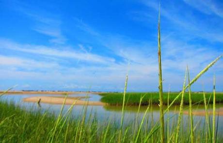 Spartina alterniflora, Cape Cod Spartina alterniflora, Cape Cod