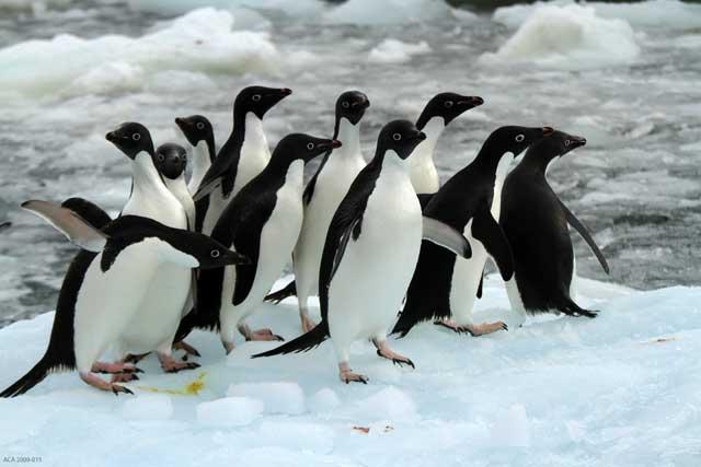 pingüinos Adelia en la isla de Beaufort, Antártida