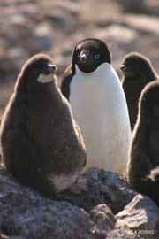 pollos de pingüinos Adelia en la isla de Beaufort
