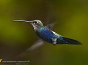 Picaflor barbijo (Blue-tufted Starthroat)