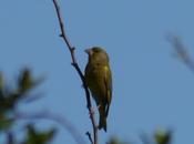 Machos verderón canciando