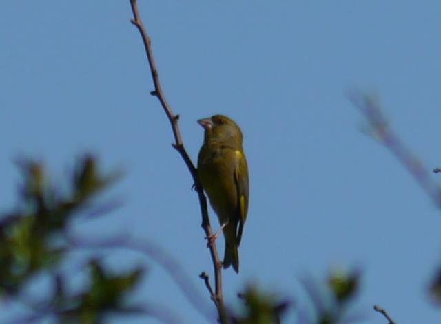 Machos de verderón canciando