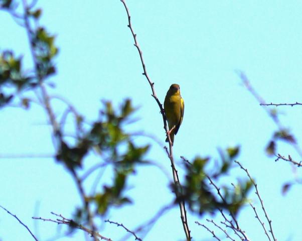 Machos de verderón canciando