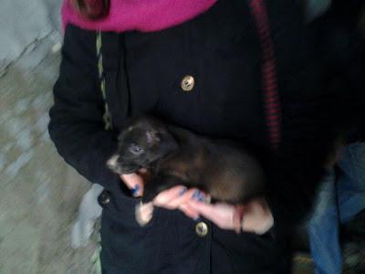 Galga y 10 cachorros en una casa abandonada, (Alcala de la Real)