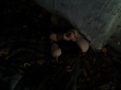 Galga y 10 cachorros en una casa abandonada, (Alcala de la Real)