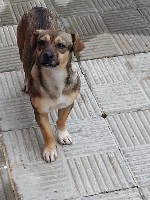 PERRITA PEQUEÑA ABANDONADA!!! (SEVILLA)