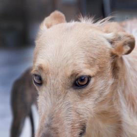 LENON precioso Podenco, increíblemente súper bueno y cariñoso, en adopción. (Zaragoza)