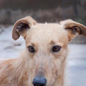 LENON precioso Podenco, increíblemente súper bueno y cariñoso, en adopción. (Zaragoza)