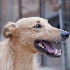 LENON precioso Podenco, increíblemente súper bueno y cariñoso, en adopción. (Zaragoza)