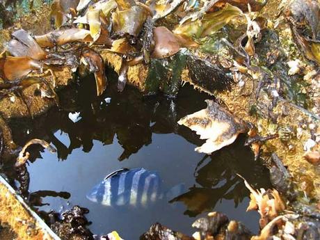 pez en la barca de los escombros del tsunami de Japón