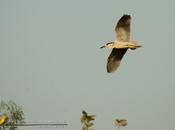 Garza bruja (Black crowned night heron)