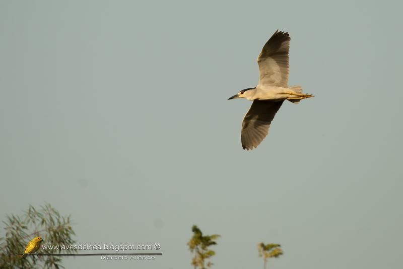 Garza bruja (Black crowned night heron)