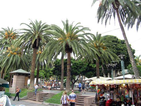 palmeras situadas en la plaza del charco de la localidad tinerfeña.