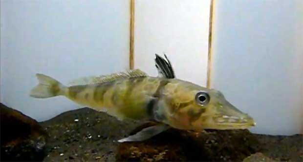 pez de hielo ocelado (Chionodraco rastrospinosus)