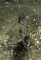pez de hielo ocelado (Chionodraco rastrospinosus)