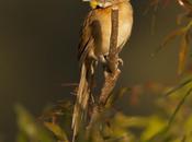 Chotoy (Chotoy Spinetail)