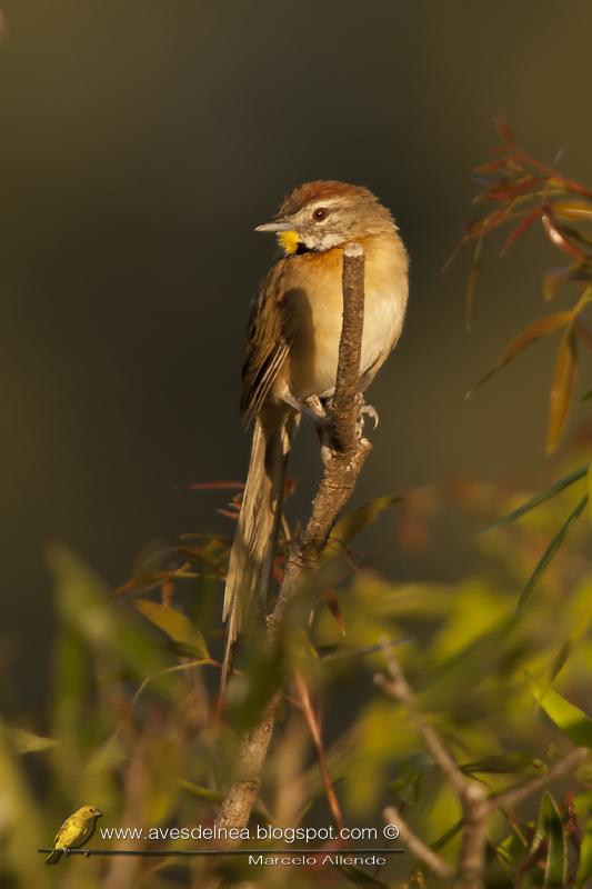 Chotoy (Chotoy  Spinetail)