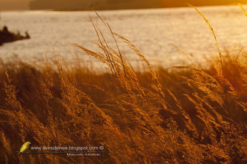 Chotoy (Chotoy  Spinetail)