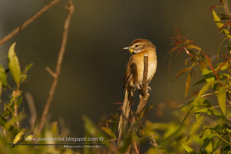 Chotoy (Chotoy Spinetail) Chotoy (Chotoy Spinetail)