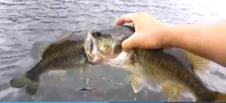 perca come a otra perca perca come a otra perca