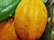 cacao, alimento dioses