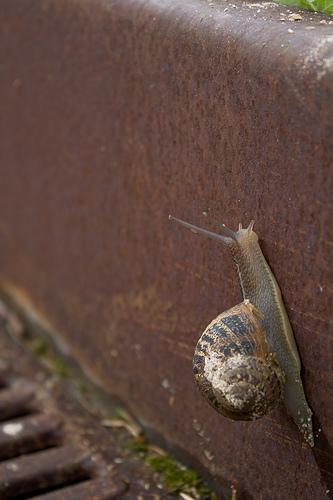 Caracol, snail