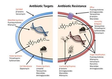 Bacterias que se hacen resistentes a los antibióticos