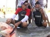 Enorme tiburón atrapado pescadores Dominicanos