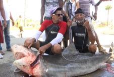 VIDEO - Enorme tiburon es atrapado por pescadores Dominicanos